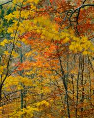 Gentle Breeze in Small Forest, 2007
